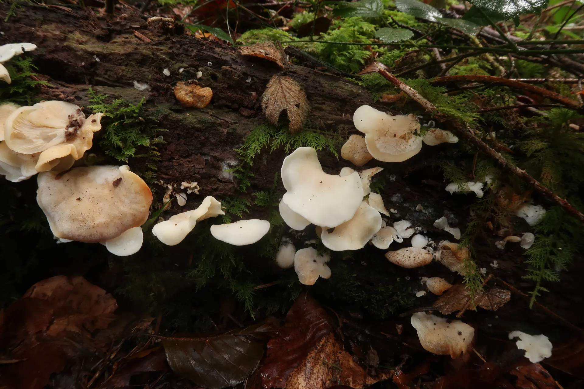 Pleurocybella porrigens - 1 - IMG_0332